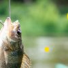 Які види блешень найкраще підходять для риболовлі на різних водоймах України?