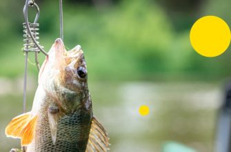 Які види блешень найкраще підходять для риболовлі на різних водоймах України?