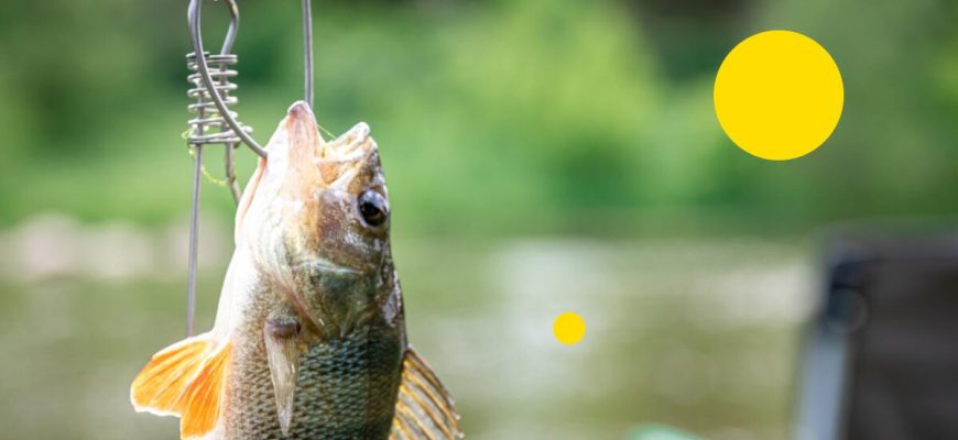 Які види блешень найкраще підходять для риболовлі на різних водоймах України?